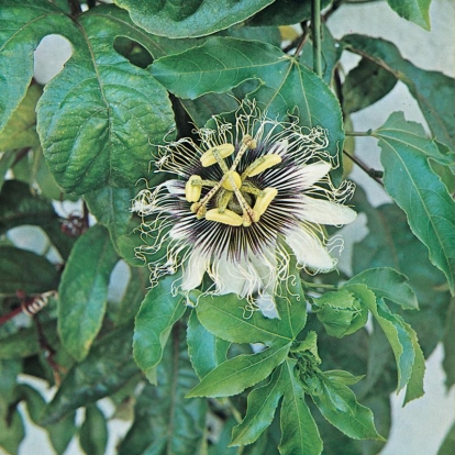 Passiflora EDULIS