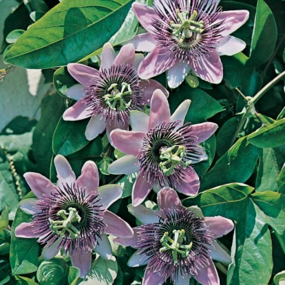 Passiflora EDULIS 'IMPERATICE EUGENIE'