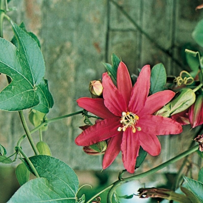 Passiflora MOLLISSIMA