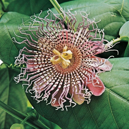 Passiflora QUADRANGULARIS