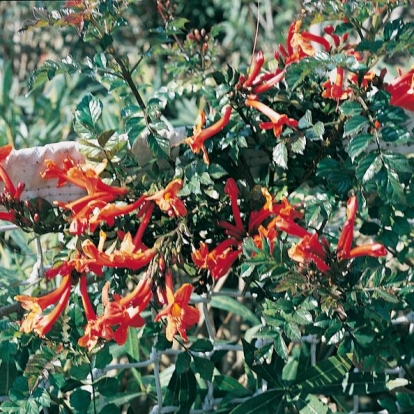 Tecomaria CAPENSIS