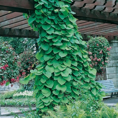 Aristolochia MACROPHYLLA = DURIOR = SIPHO