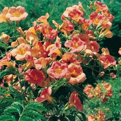 Campsis GRANDIFLORA