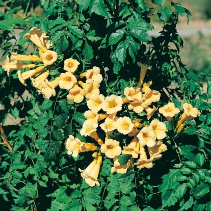 Campsis RADICANS 'FLAVA' ('YELLOW TRUMPET')