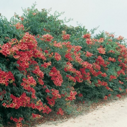 Campsis x 'TAGLIABUANA 'MME GALEN'