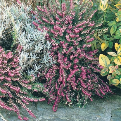 Erica carnea 'Praecox Rubra'