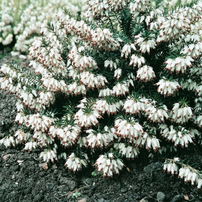 Erica carnea 'Springwood White'