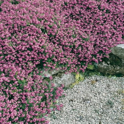 Erica carnea 'Winter Beauty'