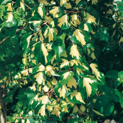 Hedera HELIX 'ORO DI BOGLIASCO' = 'GOLDHEART'