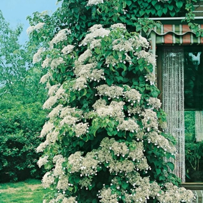 Hydrangea PETIOLARIS = ANOMALA SSP. PETIOLARIS