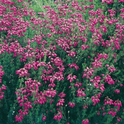 Erica cinerea