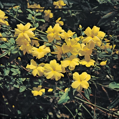 Jasminum MESNYI = PRIMULINUM