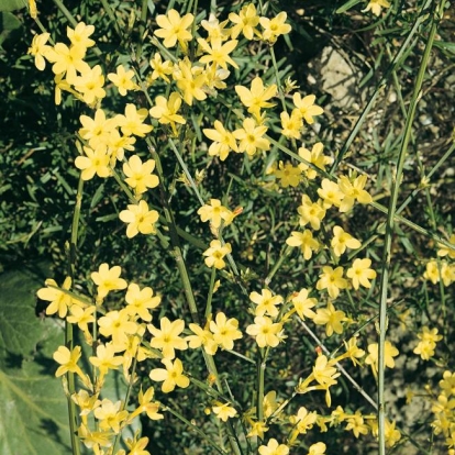 Jasminum NUDIFLORUM o Gelsomino d'inverno