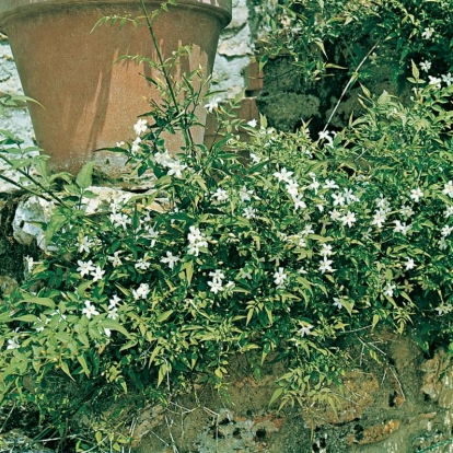 Jasminum OFFICINALE (GELSOMINO BIANCO)