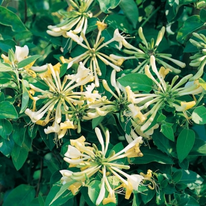 Lonicera PERICLYMENUM 'GRAHAM THOMAS'