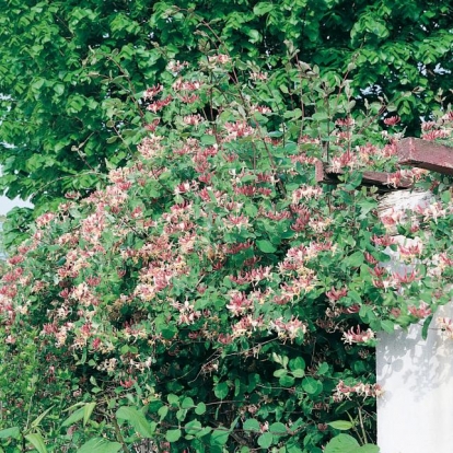 Lonicera PERICLYMENUM 'SEROTINA