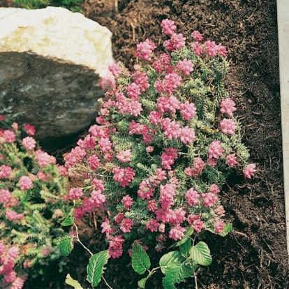 Erica tetralix 'Con Underwood'