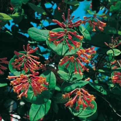 Lonicera x BROWNII 'DROPMORE SCARLET'