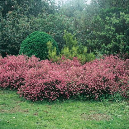 Erica vagans 'Diana Hornibrook'