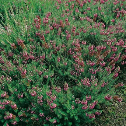 Erica vagans 'Mrs D.F. Maxwell'