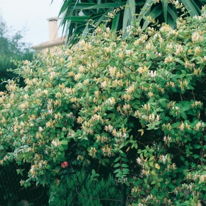 Lonicera JAPONICA 'HALLIANA'