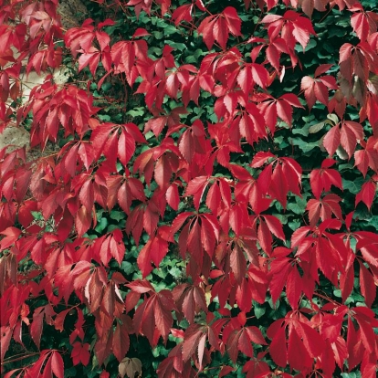 Parthenocissus QUINQUEFOLIA 'ENGELMANII' in autunno