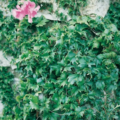 Parthenocissus TRICUSPIDATA 'LOWII' dettaglio in estate