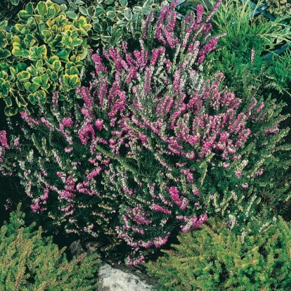 Erica x darleyensis 'Furzey'