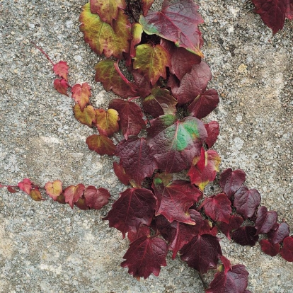 Parthenocissus TRICUSPIDATA 'PURPUREA'