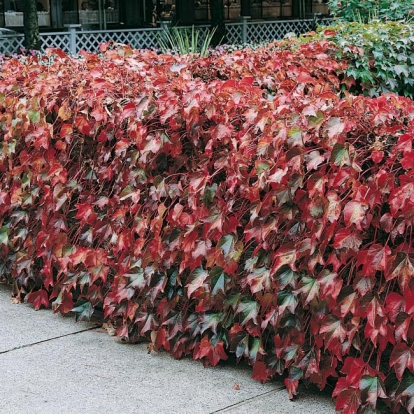 Parthenocissus TRICUSPIDATA 'ROBUSTA' in autunno