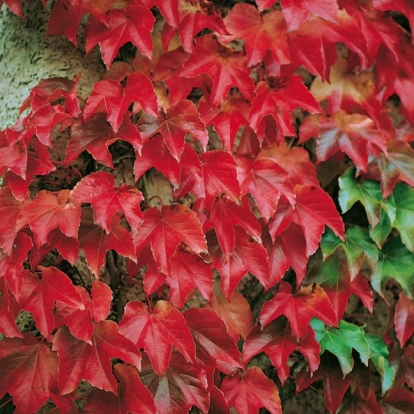 Parthenocissus TRICUSPIDATA 'VEITCHII' in autunno