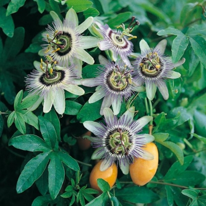 Passiflora CAERULEA