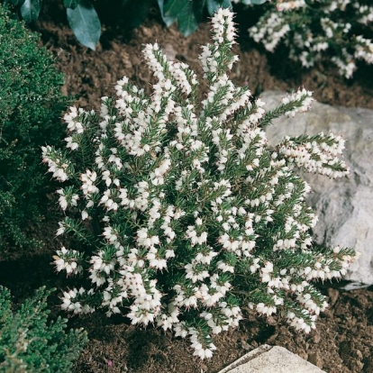 Erica x darleyensis 'Silberschmelze'