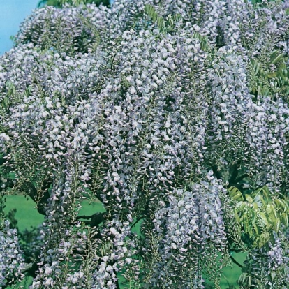 Wisteria FLORIBUNDA