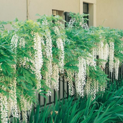 Wisteria FLORIBUNDA 'ALBA'