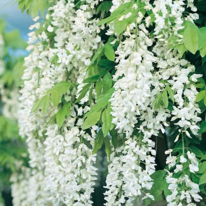 Wisteria SINENSIS 'ALBA'