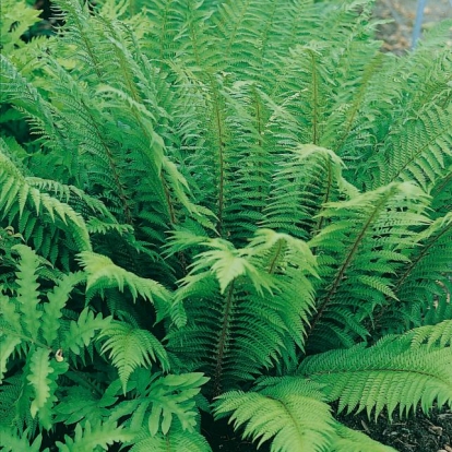 Polystichum aculeatum