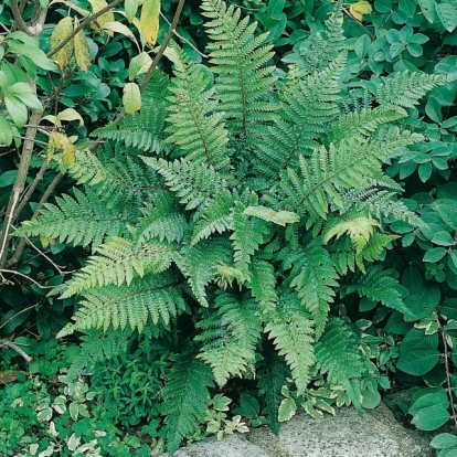 Polystichum polyblepharum