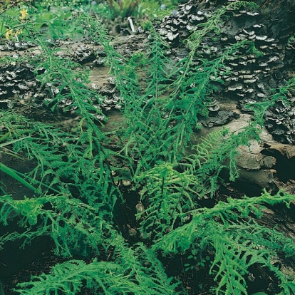 Athyrium filix-femina 'Victoriae'