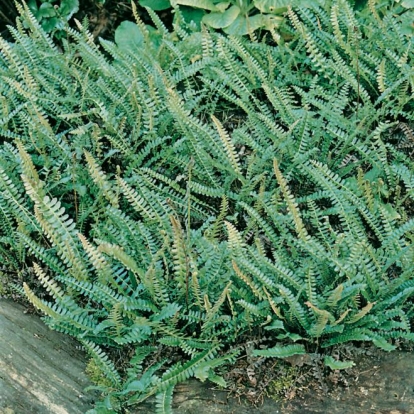 Blechnum penna-marina