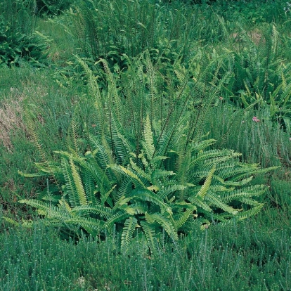 Blechnum spicant