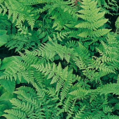 Dryopteris carthusiana