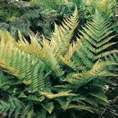 Dryopteris erythrosora