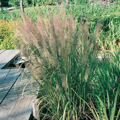 Stipa brachytricha