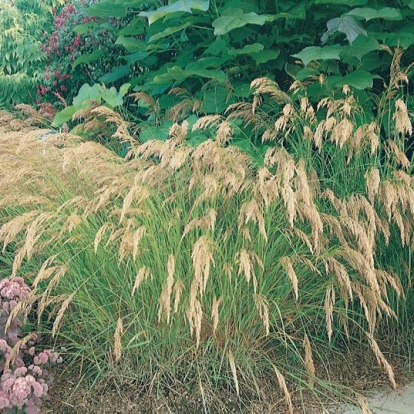 Stipa calamagrostis