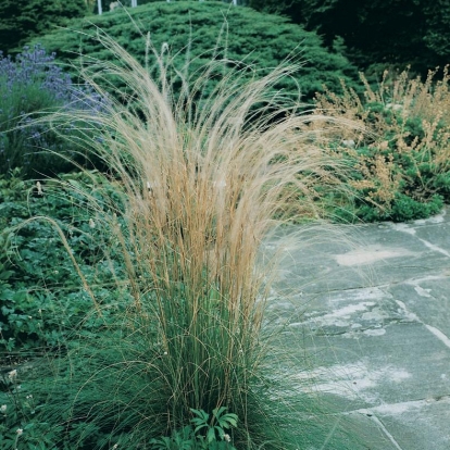 Stipa pennata