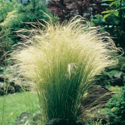 Stipa tenuifolia