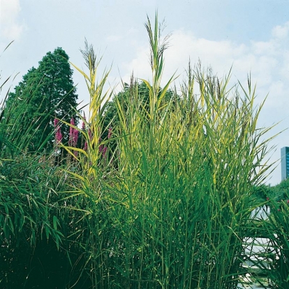 Phragmites australis