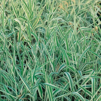 Phalaris arundinacea 'Picta'