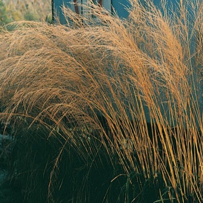 Molinia arundinacea, in autunno